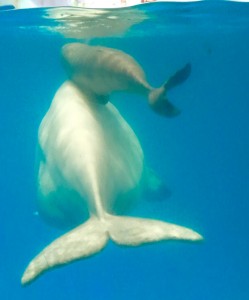 Beluga Whale Baby_1