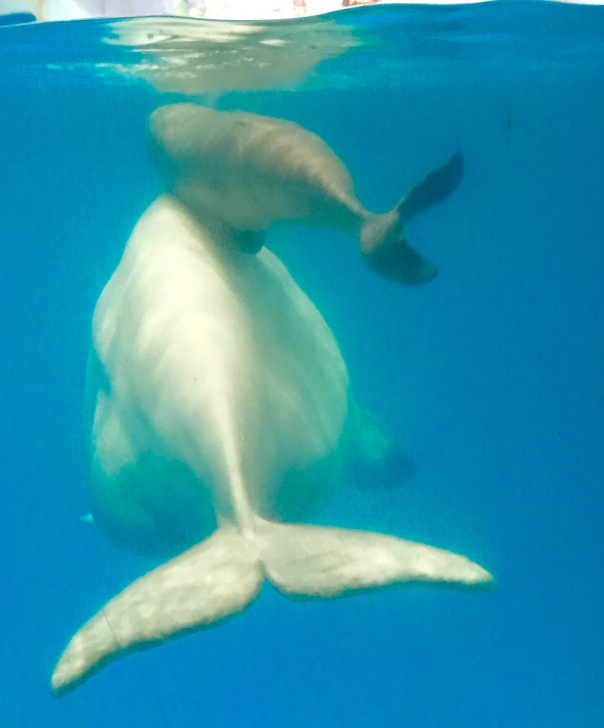 Beluga Calf Born at SeaWorld San Antonio – TLM