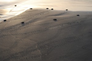 hatchlings on sand