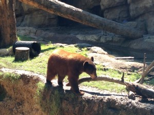 A brown bear enjoys a sunny day at the Houston Zoo