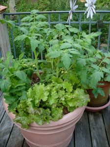 If ground space is limited, you can also opt for planting some of your veggies in pots instead. Photo courtesy of Bonnie Plants