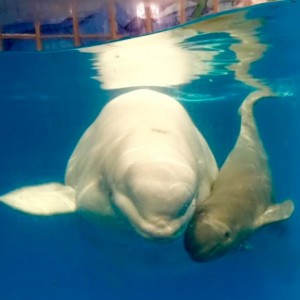 Beluga Whale Baby 2