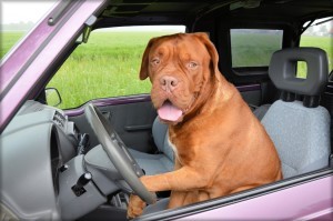 dog in car 300x199