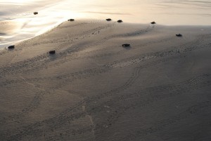 hatchlings on sand 300x201