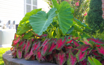 Garden Elephant Ears and Caladium are easy to maintain and look great. 