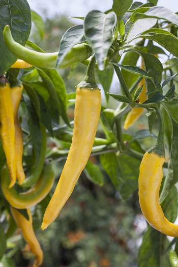 Golden cayenne peppers are hot with a Scoville heat level of 30,000 to 50,000. Photo courtesy of Bonnie Plants