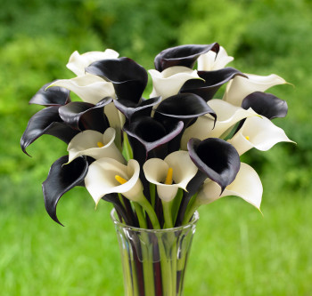 Night Cap and Crystal Clear, Calla Lilies make for a beautiful accent to a garden or patio. Photo courtesy of Longfield Gardens