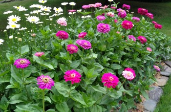 Zinnias make a great addition to gardens in dryer parts of Texas. Courtesy photo