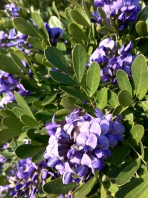 Texas Mountain Laurels are very popular as a native evergreen ornamental tree, valued for its handsome, dark green foliage and lush early spring blooms. 