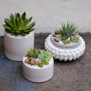The hotter it is the faster the soil will dry out, so you’ll need to water your succulent more often. The more humid it is, the less you’ll need to water. Courtesy photo