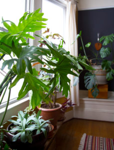 Philodendrons are among the most popular of all house plants and can survive neglect and adverse conditions. Courtesy photo
