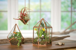 Terrariums are mini greenhouses that continue to grow in popularity, don’t require a lot of care and are perfect for the holiday season whether given as gifts or used for décor. Photo by Gardener’s Supply Company