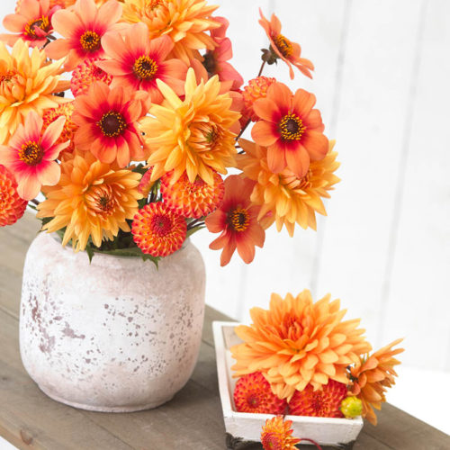 Attractive mixes of dahlias like this Soft Orange mix look stunning in the garden and combine nicely in cut floral arrangements. Photo courtesy of Longfield-Gardens.com