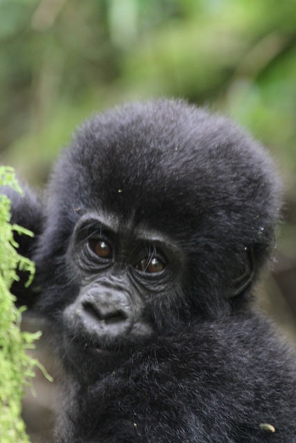 A very curious mountain gorilla baby.