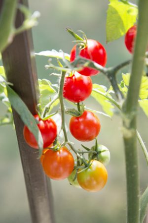 Bonnie Plants_cherry tomatoes on vine_vert - Copy