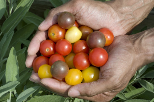 With the vast number of tomato varieties, selecting the right tomato for your growing conditions and intended use is important. Photo courtesy of Bonnie Plants
