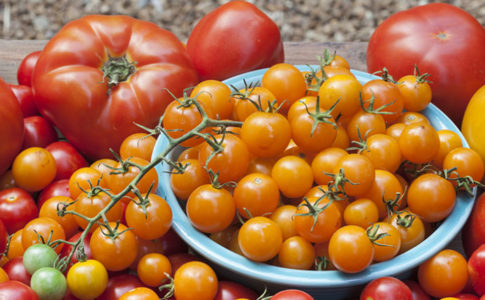 Bonnie Plants tomato beauty shot horiz red e1491076812488