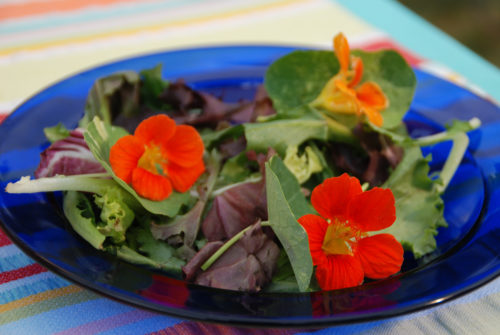 Add a bit of color and interest to salads with edible flowers like nasturtium. Photo courtesy of Melinda Myers, LLC