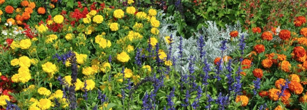 Backyard Wildflower Patch