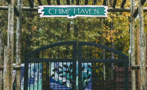 Chimp Haven Gate e1544214998864