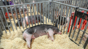 09 Sleeping Pigs 6644