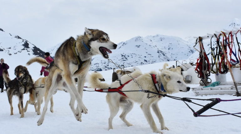 00 The short Punchbowl Glacier track is a teaser for these Huskies who love to run. By Alaska Air Adventure e1566227431874
