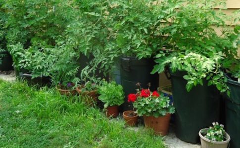 00 Tomato plants growing July 2013 in garbage cans.jpeg e1565104295599